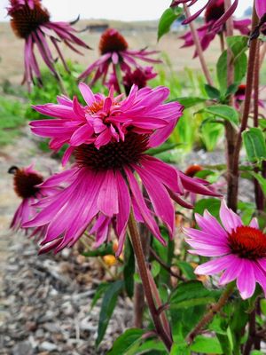 Echinacea purpurea Doubledecker