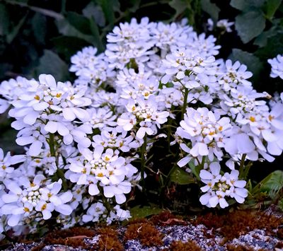 Iberis sempervirens - White Out