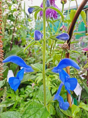 Salvia patens - Blue Angel (Gentian Sage)