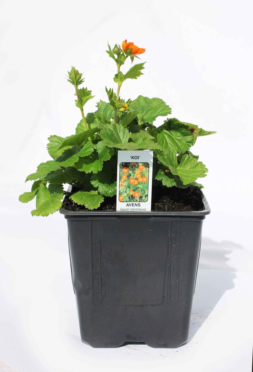 Geum coccineum 'Koi', Perennial Flowers | Crafted Earth