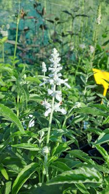 Salvia farinacea &#039;Victoria White&#039;