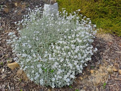 Cerastium tomentosum (Snow in Summer)