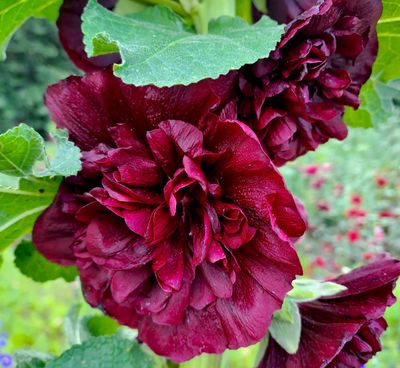 Alcea rosea - Chater&#039;s Purple (Hollyhock)