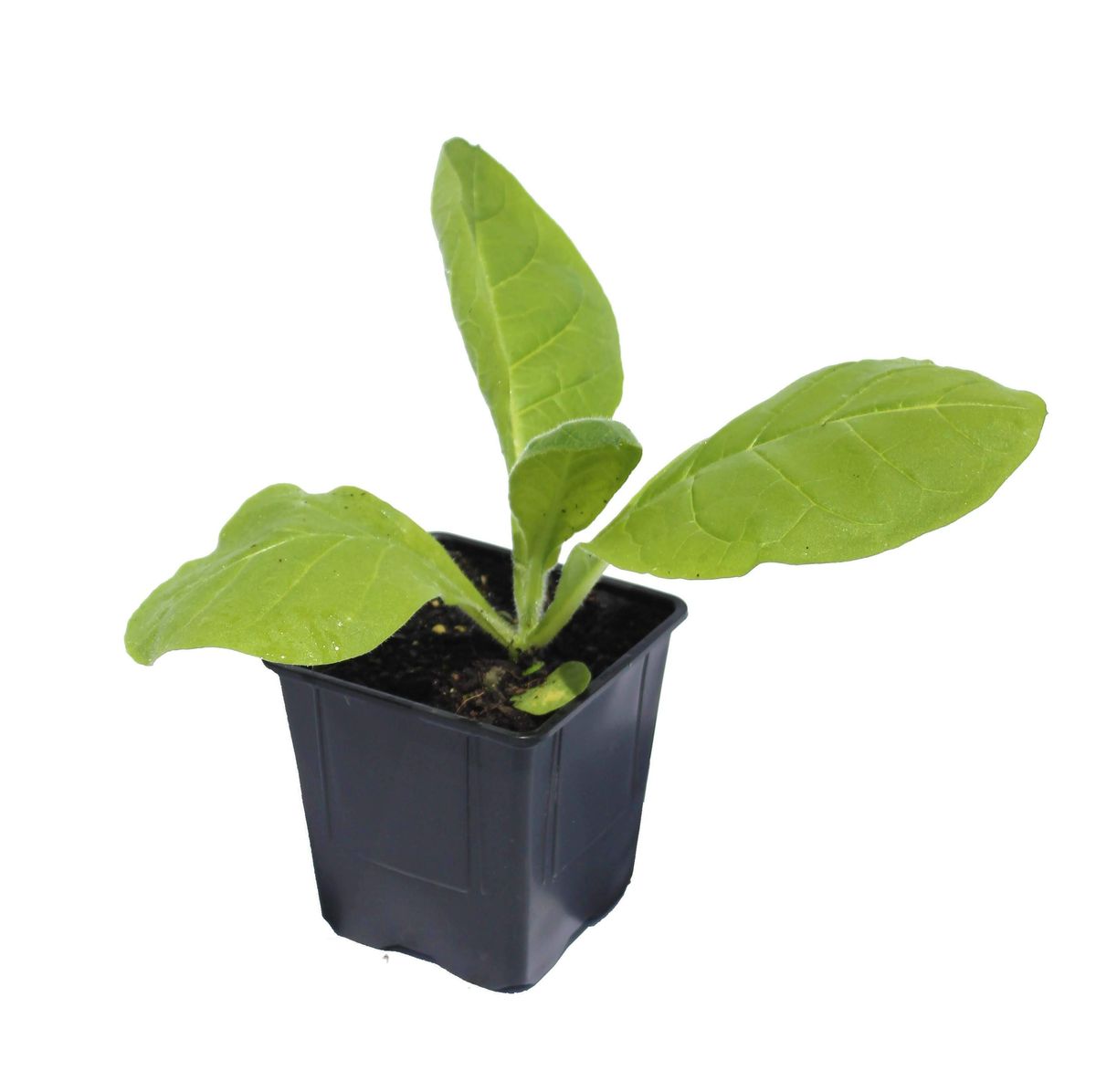 Tobacco (Nicotinia tabacum), Herbs and Vegetables