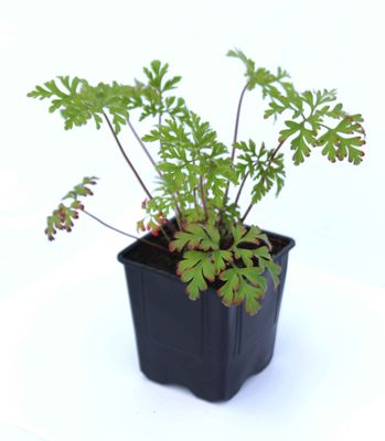 Geranium robertanium (Herb Robert)
