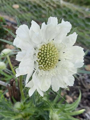 Scabiosa caucasica - White