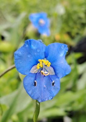 Commelina Sleeping Beauty