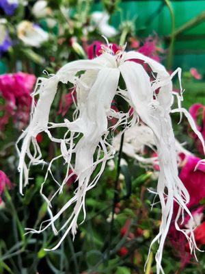 Dianthus isensis &#039;Dancing Geisha&#039;