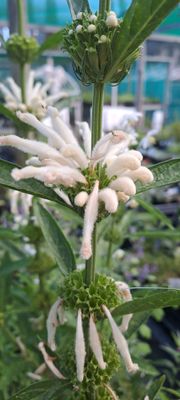 Leonotis leonurus &lsquo;Alba&rsquo;