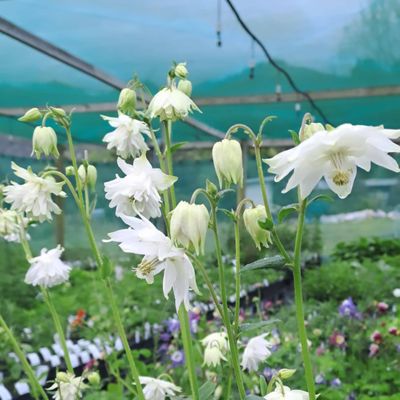 Aquilegia &#039;Green Apples&#039;