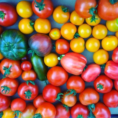 Heirloom Beefsteak Tomatoes