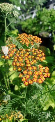 Achillea millefolium &lsquo;Fireland&rsquo;