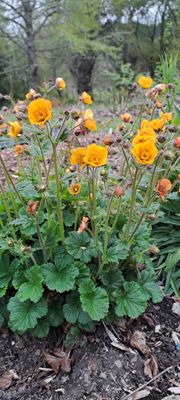 Geum rivale Gold Drops