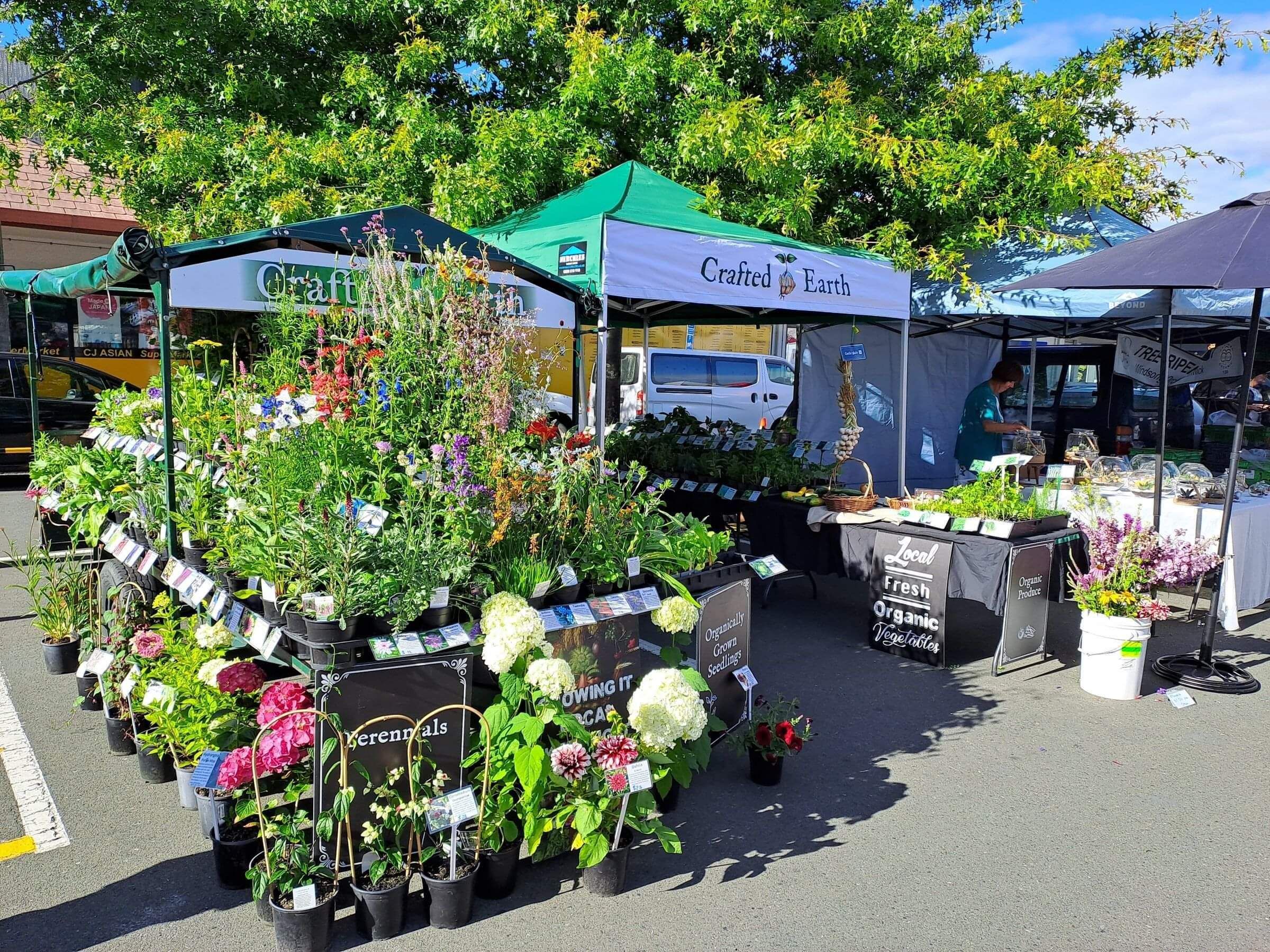 Flower and vegetable plant stall at nelson Market New zealand