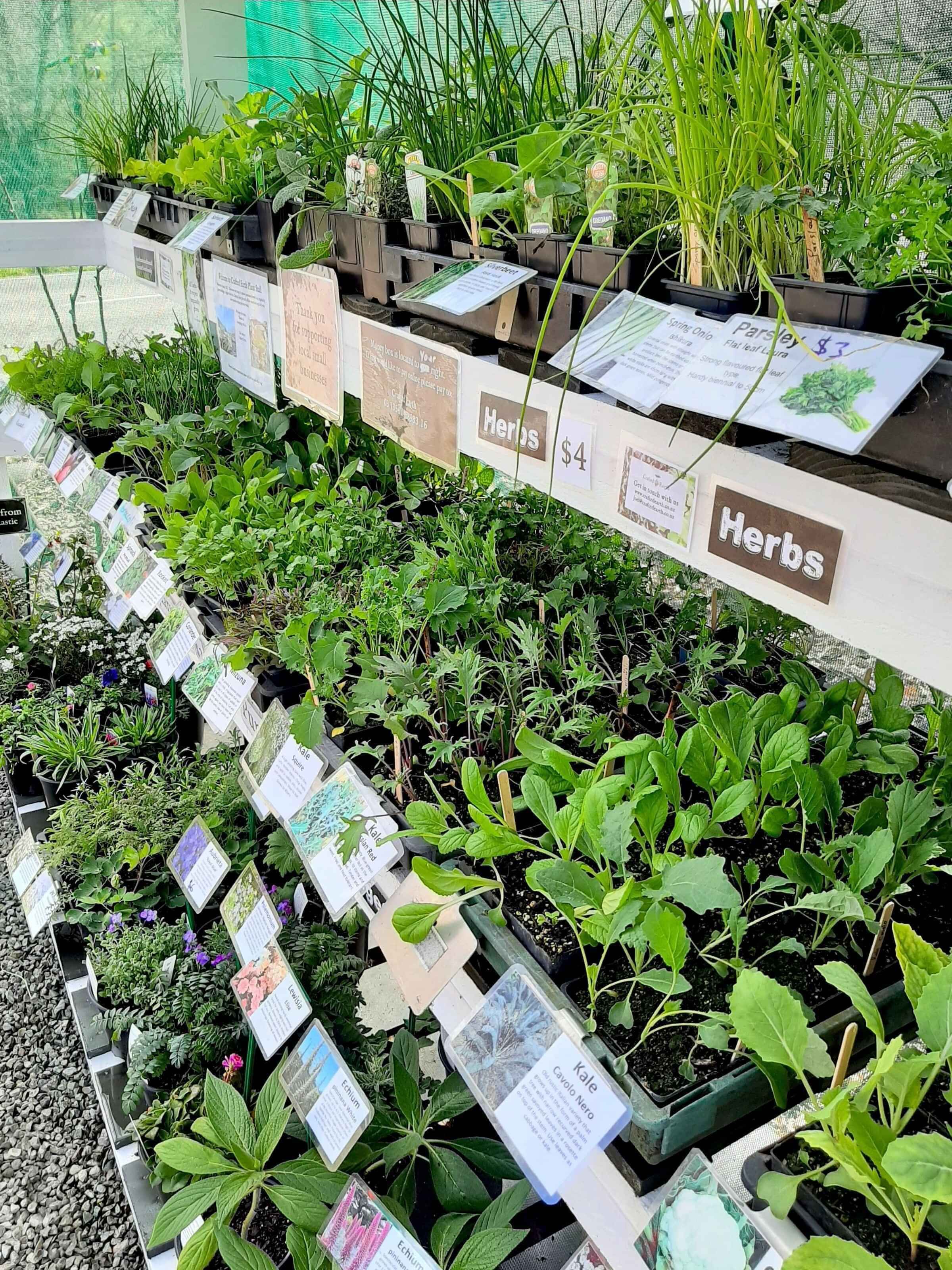 Roadside Plant Stall Nelson New Zealand