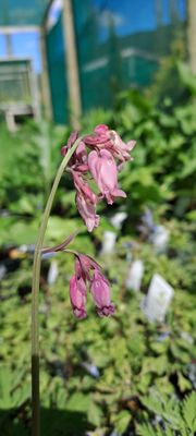 Dicentra cucullaria Pink