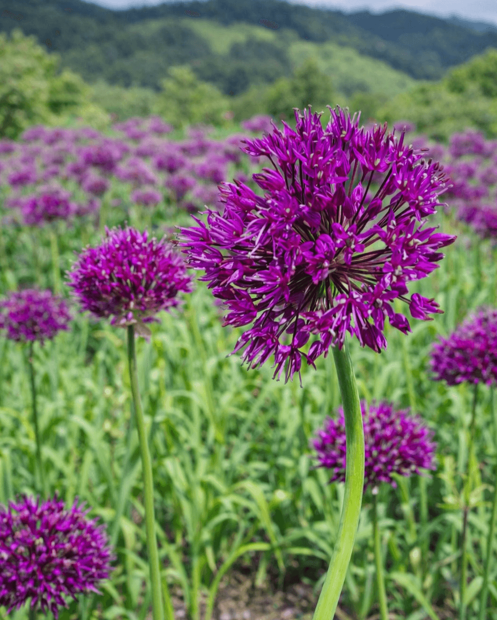 Allium