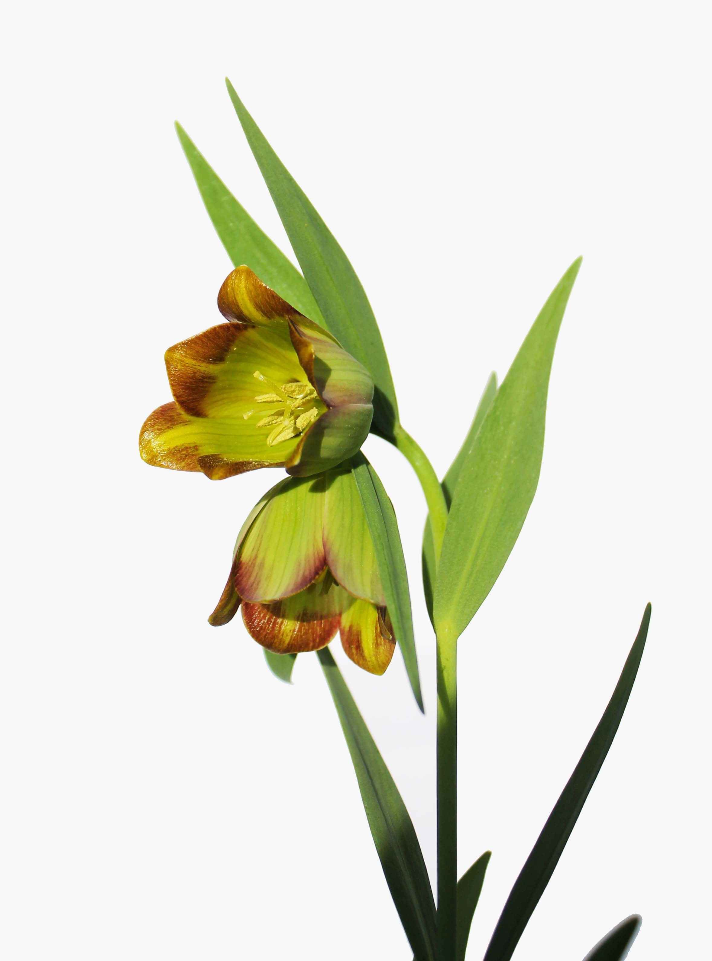 Fritillaria