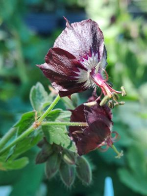 Geranium phaeum