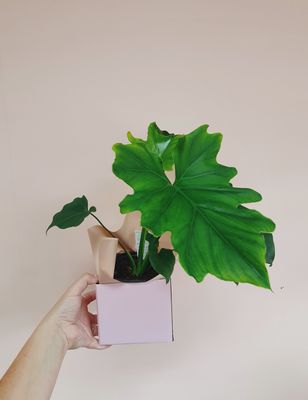 Philodendron selluoum Hope