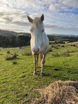 Nutrition | Rodney Animal Rescue