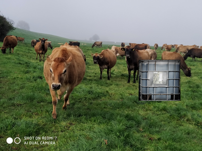 Naturphos - Late Winter Pasture Blend