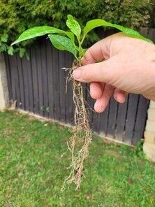 Spraying nutrinets & beneficial microbes with an Agrifert Sprayer