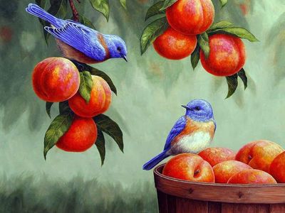 DP4164 - 50x40 Blue Birds and Apricots
