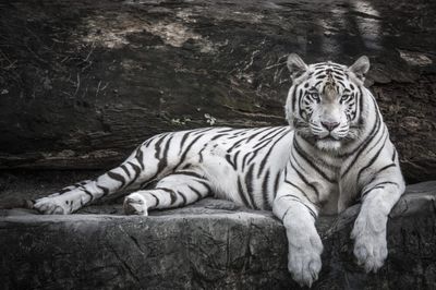 DP6134 - 90x60 White Tiger
