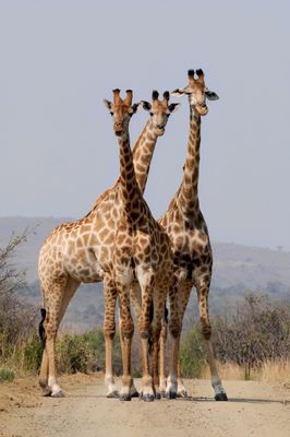 DP5231 - 50x75 Three Giraffes