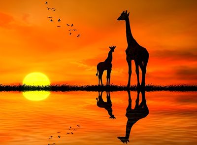 DP5238 - 70x50 Giraffes at Sunset