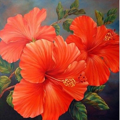 DP5440 - 50x50 Hibiscus Flower