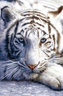 DP5476 - 50x75 White Tiger