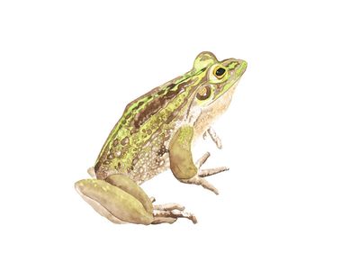 &#039;Green and Golden Bell Frog (Australian)&#039; Gicl&eacute;e Mini Print