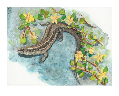 &#039;Canterbury Grass Skink&#039; Gicl&eacute;e Print