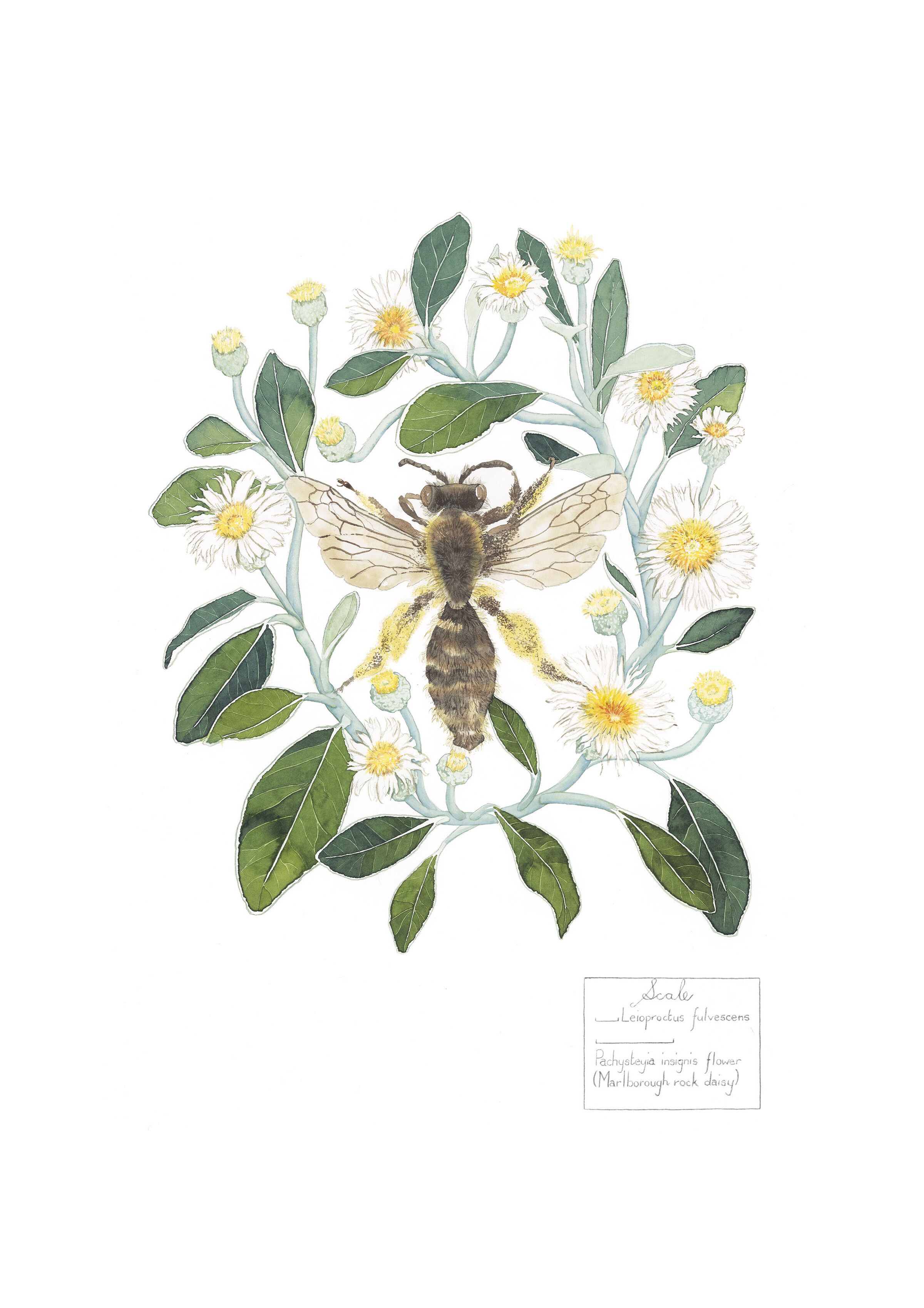 &#039;Bee Among Daisies&#039; A4 Gicl&eacute;e Print