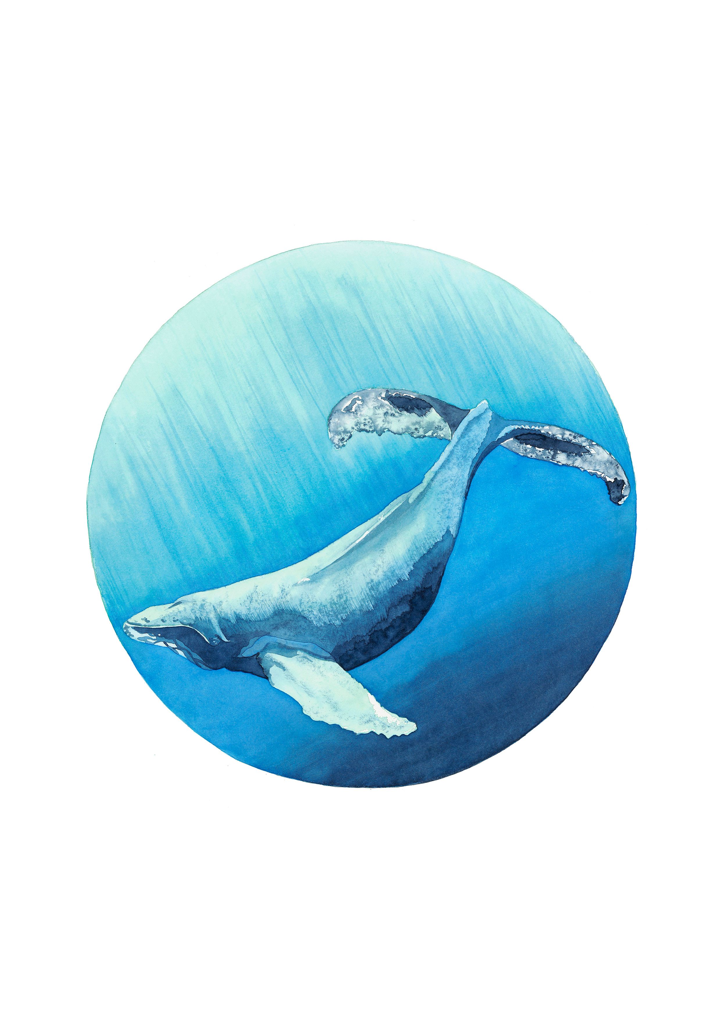 &#039;Humpback Whale in Summer Waters&#039; A2 Gicl&eacute;e Print