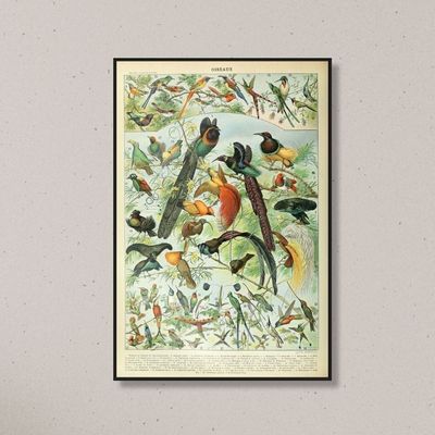 Oiseaux Nouveau Larousse Illustre Birds framed print 40x60cm