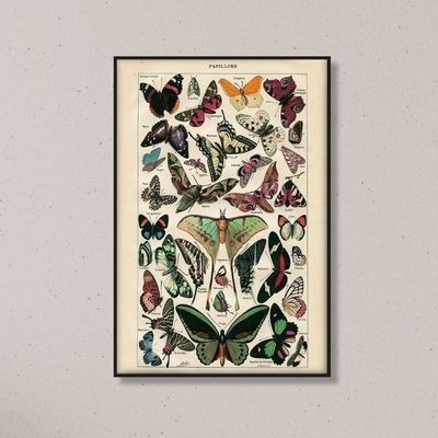 Papillons Nouveau Larousse Illustre framed print 40x60cm