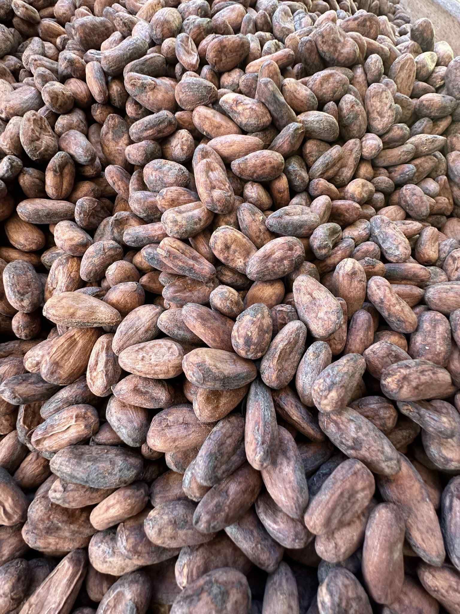 Raw Cacao Beans