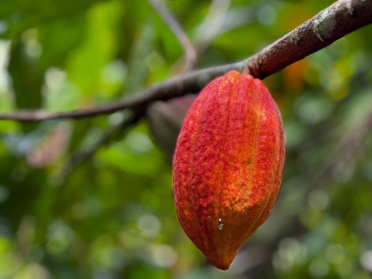 Raw Cacao Beans
