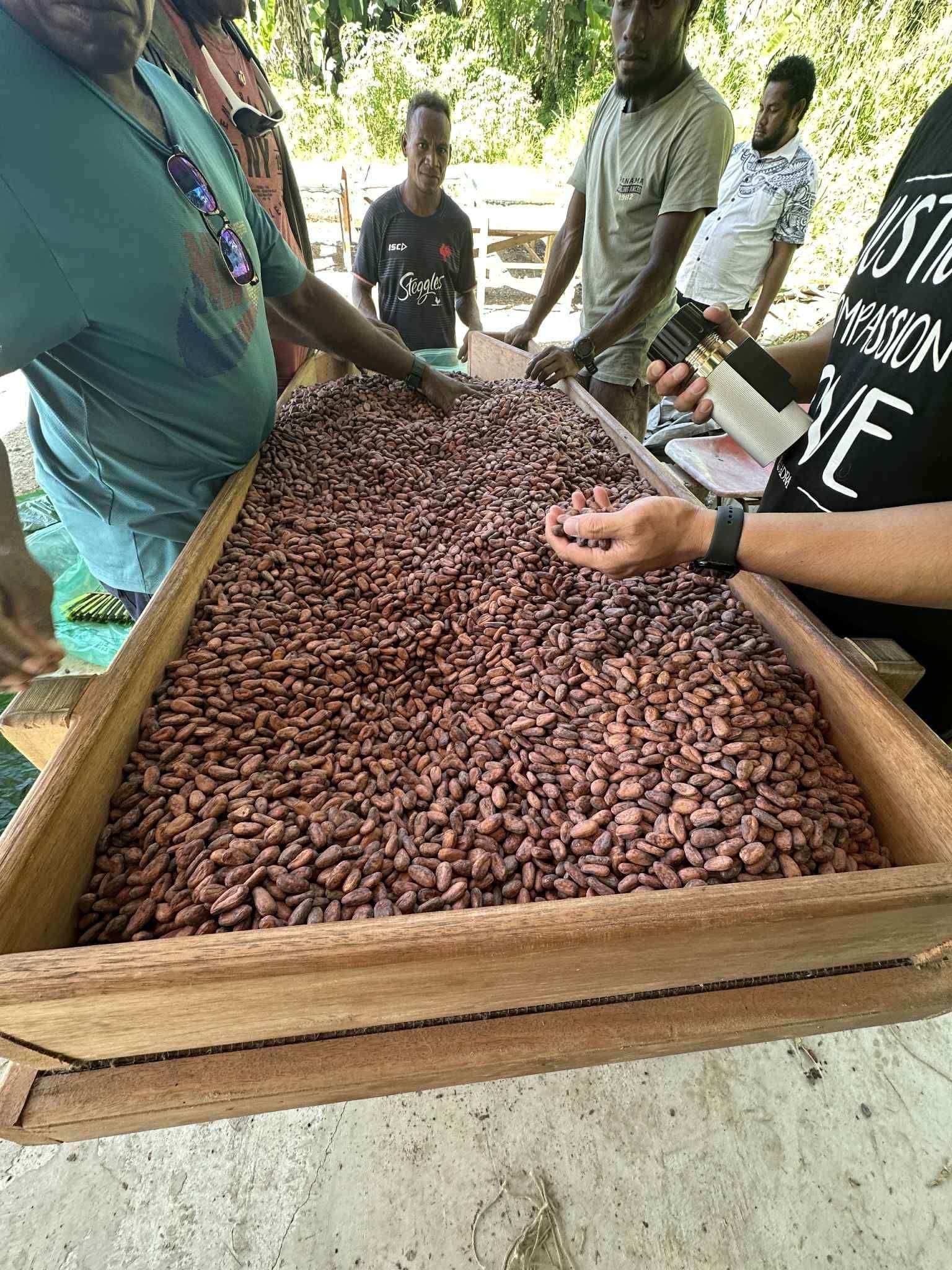 raw cacao beans