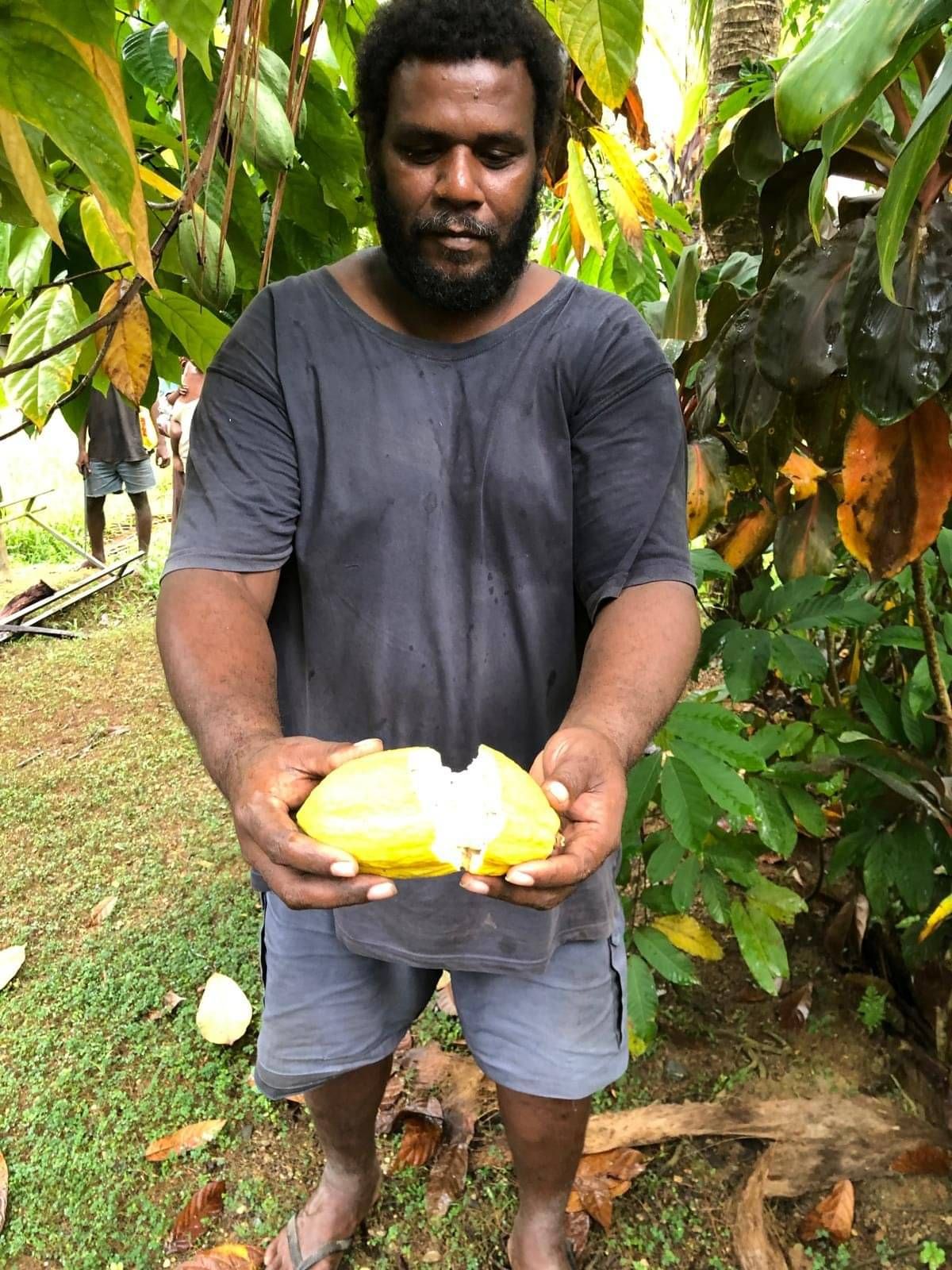 raw cacao beans