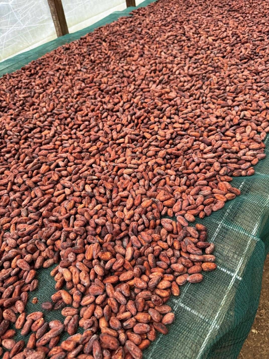 Raw cacao beans