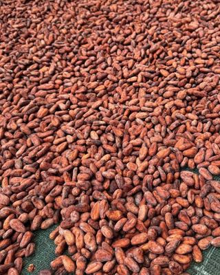 Cacao Beans (Solomon Islands) 500kgs