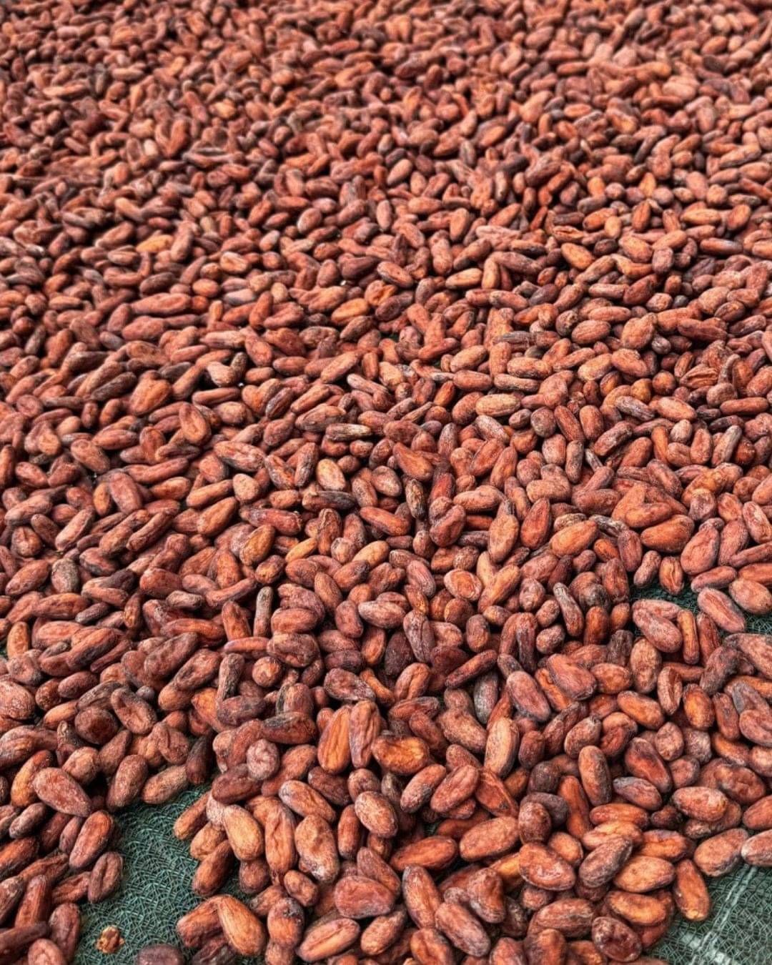 Cocoa beans