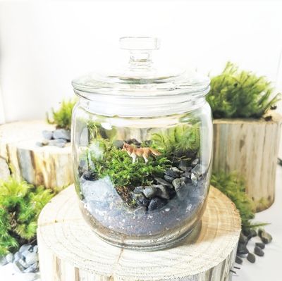 DIY Mossarium Kits....Fun for all ages!