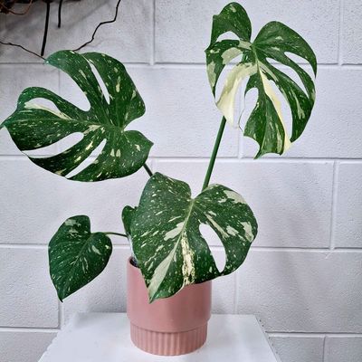 Thai Constellation Potted Plant