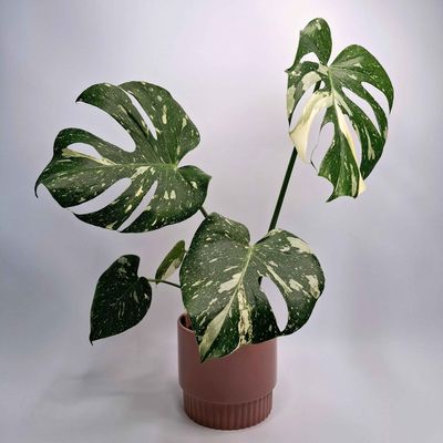 Thai Constellation Potted Plant