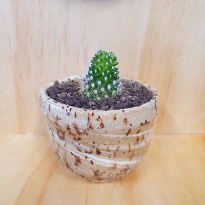 Recycled Clay Cacti Pots by Wonky Jane